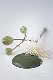Jeanne d'Arc Living Vintage Paint Kreidefarbe Olive Green ECO Label Wasserbasiert und...