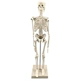 Skelettmodell für wissenschaftliche Anatomie 17,7 Zoll | menschliches Skelett für die...