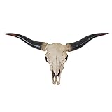 Mendler Deko Schädel 75cm HWC-A14, Polyresin Stier Bulle Longhorn Kopf Trophäe,...