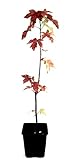Seedeo® Amerikanischer Amberbaum (liquidambar styraciflua) Pflanze 2 Jahre alt