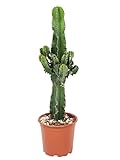 Plant in a Box - Euphorbia Ingens - Kandelaber-Euphorbie - Kaktus - Topf 17cm - Höhe...