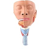 Medizinische Modelle, Anatomiemodell des menschlichen Körpers, Anatomisches Modell des...