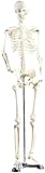 newgen medicals Deko Skelett: Original Lehrmittel Anatomie Skelett auf Ständer, 85 cm...