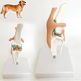 Anatomisches Hundeskelett-Modell – Realistisches PVC-Modell des Kniegelenks und des...