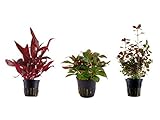 Tropica Pflanzen Set mit 3 schönen roten Topf Pflanzen Aquariumpflanzenset Nr.13...