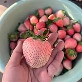 erdbeer samen mehrjährig,erdbeersamen - exotische pflanzen, balkonpflanzen erdbeeren...