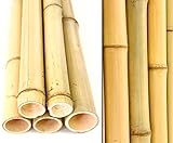 10er Set Bambusrohr gelb, Moso Bambus, Gebleicht, Durch. 4,5-6cm, Länge 300cm (BAYS3005)