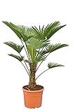 Wagnerpalme Frosty - Hanfpalme - Trachycarpus wagnerianus Frosty - Gesamthöhe 90-110 cm -...