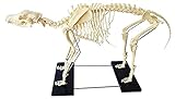 FGVBC Hundeknochenmodell, Knochenprobe, Hundeanatomie, Hundeskelett, Hundeknochenmodell,...