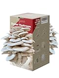 inbloom Bio Austernpilz Growkit Doppelseitige Ernte Indoor Pilz Kit Ernte in 10 Tagen USDA...