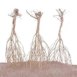 AquaOne Sahara Wurzel 25-35cm Aquarium Wurzel Holz Deko Aquascaping Dekoration...
