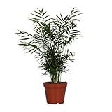 Chamaedorea Elegans - 45-55cm - Ø17cm - Zimmerpflanze - Immergrün