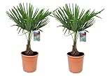 Plant in a Box - Trachycarpus Fortunei - 2er Set - Palme Winterhart für...