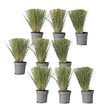 Plant in a Box - Stipa - 18er Set - 'Pony Tail' - Ziergräser Pflanze Federgras Winterhart...
