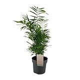 Chamaedorea Elegans - 65-75cm - Ø17cm - Zimmerpflanze - Immergrün
