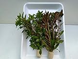 2 Bund 20 Stängel Ludwigia Mix, Sumpf Ludwigie Aquarium, Wasserpflanzen