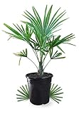 Meine Orangerie 'Hanfpalme Trachycarpus Mezzo' - Winterharte Palme - Frosthart...
