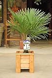Chinesische Hanfpalme Trachycarpus fortunei – Ca. 50 cm, Robuste Zimmer- & Gartenpflanze...