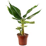 Gartenfeste Bananenpflanze (Musa Basjoo) - widerstandsfähig und exotisch (Topfgröße 12...