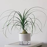 10 pcs elefantenfuß pflanze samen - echte pflanzen, samen geschenk (Beaucarnea recurvata)...