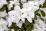 Rhododendron obtusum 'Diamant Weiß' 15-20 cm - Azalee, weiße Blüten, Blütezeit...