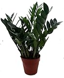 Glücksfeder, (Zamioculcas zamiifolia), Zamie, Zamia Farn, Zamia Palme, pflegeleichte...