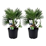 Plant in a Box - Chamaerops 'Vulcano' - 2er Set - Zwergpalme - Winterhart - Topf 19cm -...