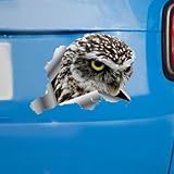 Madcolitote Angry Bird Auto-Fensteraufkleber, Eule, Stoßstange, 3D-Vinyl, gestanzt,...