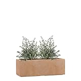 Pflanzwerk® Pflanzkübel TUB Terrakotta 17x50x17cm XXL – Rechteckig – Großer...