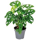 Monstera adansonii 'Monkey Leaf' - Lochpflanze - Luftreinigende Zimmerpflanzen - Monstera...
