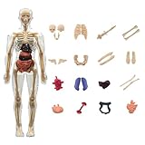 Menschliches Körpermodell - Interaktives Wissenschaftsset Für 3D Menschenknochen,...
