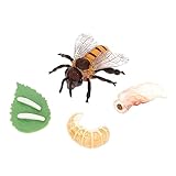 VICASKY 1 Satz Bienenwachstumsmodell Lebenszyklus Biene Miniaturmodell Wachstumsspielzeug...