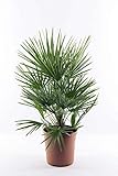 Winterharte Zwergpalme Chamaerops Humilis, ca. 60 cm - Ideal für Gärten & Terrassen,...
