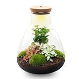 urbanjngl.com - Sam Coffea - Flaschengarten mit Licht - DIY Terrarium mit Pflanzen im Glas...