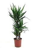 Yucca Elephantipes - Große Zimmerpflanze, 130-140 cm Hoch, Ideal für Innenräume,...