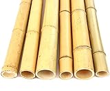 bambus-discount.com 1x Bambusstange Moso Gebleicht 200cm, Durch. 6-7cm - dünne...