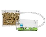 AntHouse - Natürliche Ameisenfarm aus Sand | Basic Set (Sandwich + Futterbox) | Inklusive...