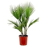 Bloomique - Washingtonia Robusta - Mexikanische Fächerpalme - Palme -...