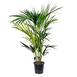 Howea Forsteriana - Kentia Palme Zimmerpflanze - Palme im Topf - Luftreinigend - Pflanzen...