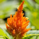 300 pcs celosia pflanze samen - bienenweide saatgut,Celosia cristata,celosia argentea...