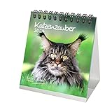 Katzenzauber Kalender für 2024 Format 10cm x 10cm Katzen und Katzenbabys - Set-Inhalt: 1x...