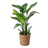 Happy Plants Strelitzia Paradiesvogelblume I 70 cm x ⌀17 cm, Zimmerpflanze...