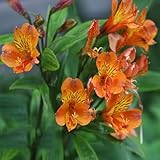 alstroemeria - indoor garten kräutersamen hochbeet balkon exotische kletterpflanzen...