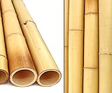 1x Bambusrohr gelb, Moso Bambus Gebleicht, Durch. 8,8-10cm, Länge 200cm - Gelbes...