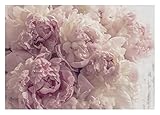 WallArena - Vlies Fototapete Blumen Pfingstrose Romantisch Rosa Rosen 368x254 cm...