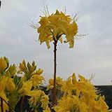 rhododendron, balkon azalee winterhart, exotische, 15samen