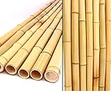 12er Set Bambusrohr 300cm mit 2,8-3,5cm Durchmesser gelblich gebleicht 3m lang (BAYS3003)...