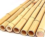 1x Bambusrohr 200cm gelb Gebleicht mit dünnem Durchmesser von 2,8 bis 3,5cm - Moso...