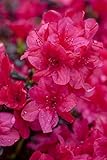 Rhododendron obtusum 'Diamant Rot' 20-25 cm - Azalee, leuchtend rote Blüten,...