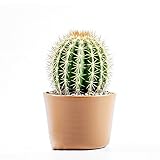 60 pcs Kakteen kaktus samen, Kaktus Pflanze, kaktus - seltene pflanzen (Opuntia dillenii)...